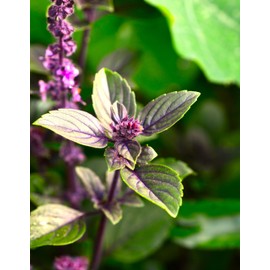 Green-Purple Peppermint Silvester with a hint of Apple 500+ Seeds to Grow Blend of Mint and Apple Notes Perennial Herb to Plant in Spring or Fall in Zones 6-11