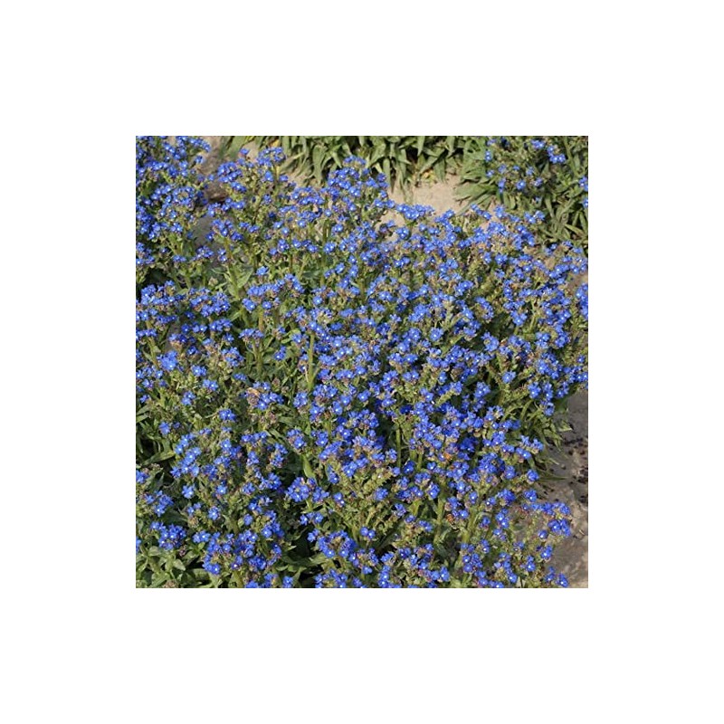 500 Blue Italian Alkanet Anchusa Capensis Flower Seeds Cape Forget-Me-Not