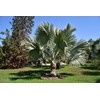 Silver Bismarckia Palm Tree - 5 Seeds - Stunning Tropical