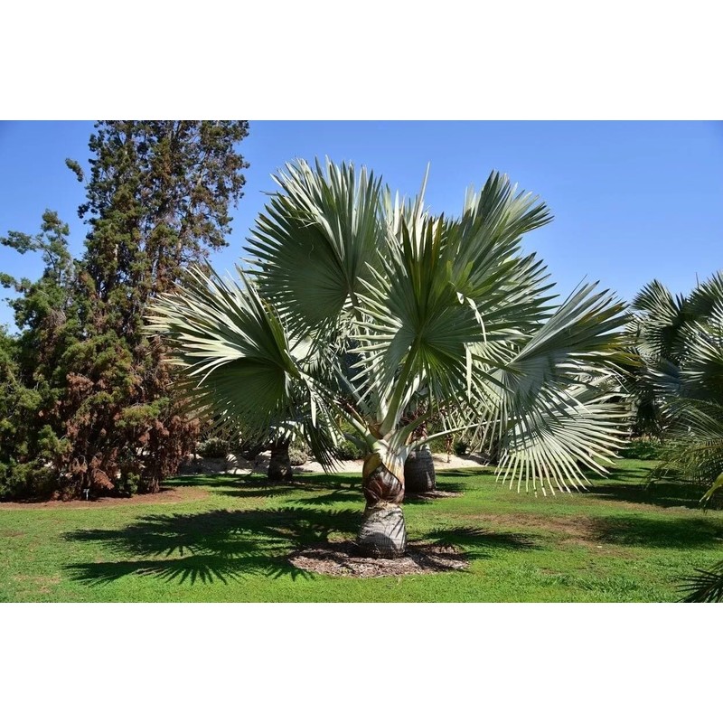 Silver Bismarckia Palm Tree - 5 Seeds - Stunning Tropical