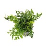 SubstrateSource Mini Bolbitis Baby Leaf - Live Aquarium Plant for