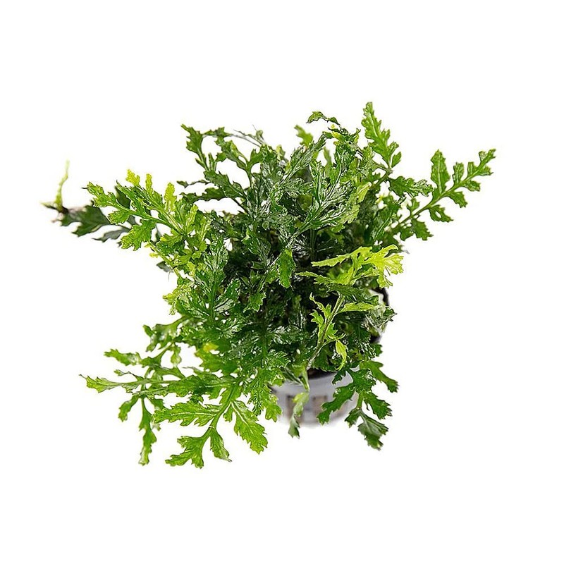 SubstrateSource Mini Bolbitis Baby Leaf - Live Aquarium Plant for