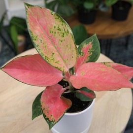 China Red Aglaonema Chinese Evergreen Live Plant, Exotic House Plants Live Tropical Plants, Rare House Plants Indoors Live Plants Indoor Plants Live Houseplants Live Indoor by Plants for Pets