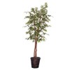 Vickerman TDX1860 Everyday Artificial Green Rattan Tree, 12 Foliage Options,