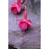 Mixed 100 Seeds Fuchsia Flower Seeds Perennial Home Bonsai