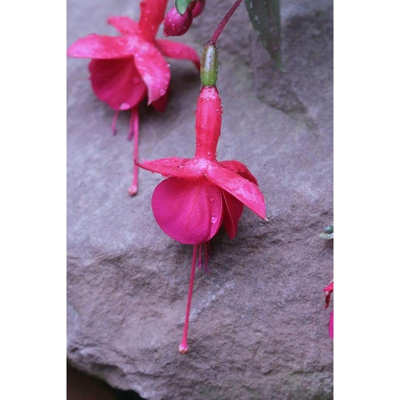 Mixed 100 Seeds Fuchsia Flower Seeds Perennial Home Bonsai