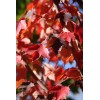 Tree Sun Valley Red Maple Tree - 8-14" Tall -