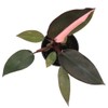 American Plant Exchange Live Philodendron Pink Princess Plant, Plant Pot