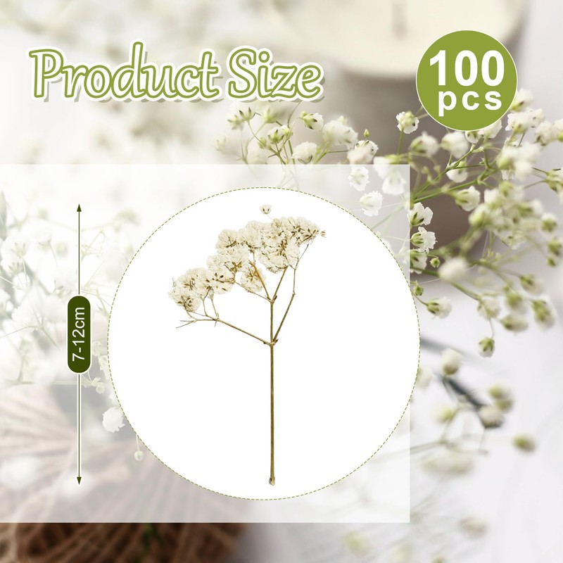 100 pezzi paniculata conservata (bianco) - Fiori secchi piccoli naturali