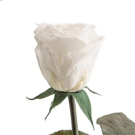Eternal Rose White - 30-35 cm Real Infinity Roses Preserved in White with Stem and Rose Fragrance - Gifts for Women Wedding Decoration for Flower Vase