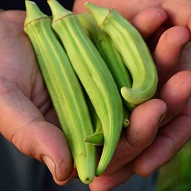 Fife Creek Cowhorn Okra - 50 Seeds - Heirloom & Open-Pollinated Variety, Non-GMO Vegetable Seeds for Planting Outdoors in The Home Garden, Thresh Seed Company