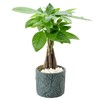 Arcadia Garden Products LV49 Money Tree, Live Indoor Plant in