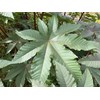Castor Bean Ricinus communis Tropical Plant Premium Seeds for Planting