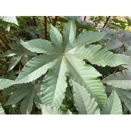 Castor Bean Ricinus communis Tropical Plant Premium Seeds for Planting Packet