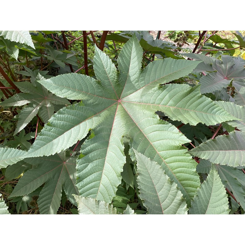 Castor Bean Ricinus communis Tropical Plant Premium Seeds for Planting