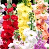 Gillyflower Mix Gilliflower Stock Flower Matthiola Incana Rose Blend Mix