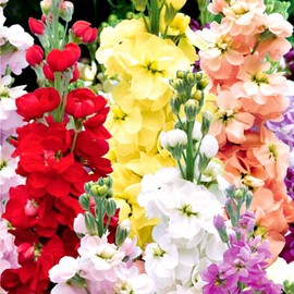 Gillyflower Mix Gilliflower Stock Flower Matthiola Incana Rose Blend Mix 150+ Seeds