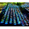 InfinityReefs AquaCultured Coral Frags, BUY PACKS & SAVE! no duplicates