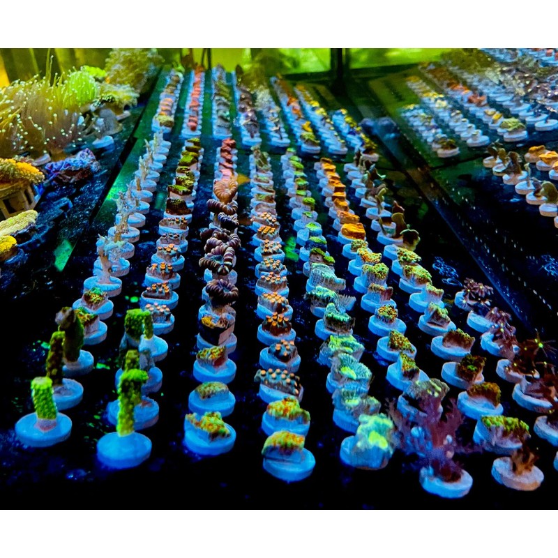 InfinityReefs AquaCultured Coral Frags, BUY PACKS & SAVE! no duplicates
