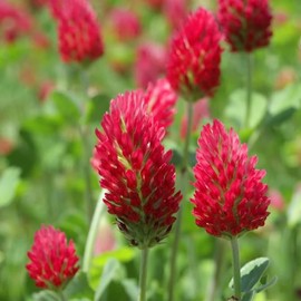 TomorrowSeeds - Crimson Clover Seeds - 3 Pounds - for 2025 Planting USA Garden Flower Italian Blood Red Clovers Winter Annual Cover Crop Non-GMO Heirloom Grow Your Own Home Farm Patio Healthy