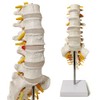 Sacrum Lumbar Spine Modelo