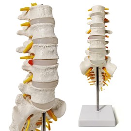 Sacrum Lumbar Spine Modelo