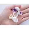 [Shell Wholesaler] Sea Shell Set, Hermit Crab House, Approx. 0.6