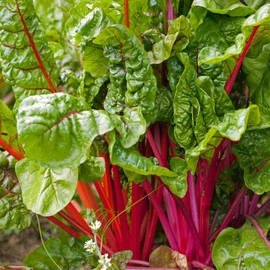 Outsidepride Red Swiss Chard Plant Seed - 2000 Seeds