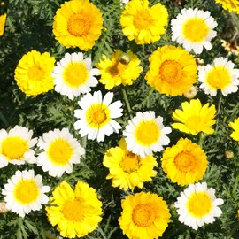 TomorrowSeeds - Garland Crown Daisy Seeds - 6000+ Count - for 2026 Planting Yellow White Chrysanthemum Edible Greens Shungiku Tong Ho Glebionis Coronarium Flower Grow Your Own Home Farm Patio Healthy