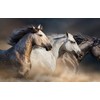 DV DESIGN Beautiful Wild Horse Black Ballpoint Pen - Pony