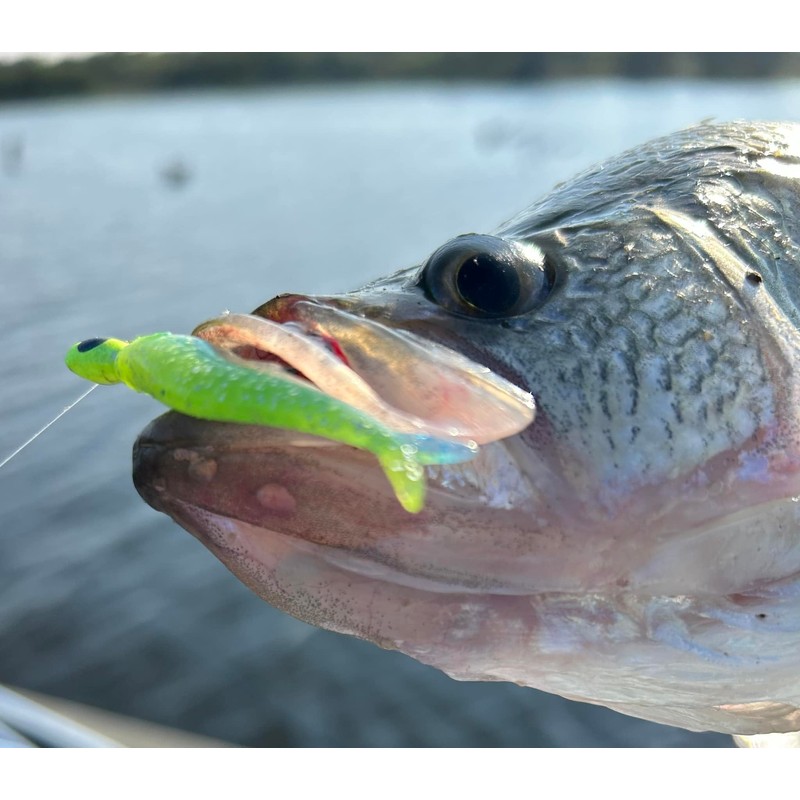 Bobby Garland Live Roam'R - Live Minnow - 1.75"