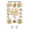 Sport-Tec Skull and Skull Bones Mini Poster Anatomy 34 x