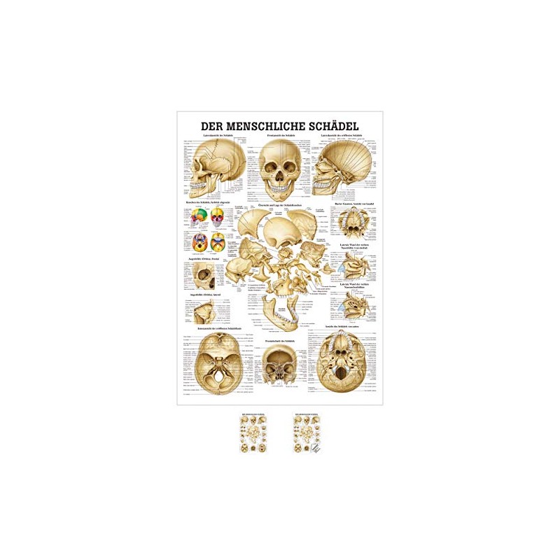 Sport-Tec Skull and Skull Bones Mini Poster Anatomy 34 x
