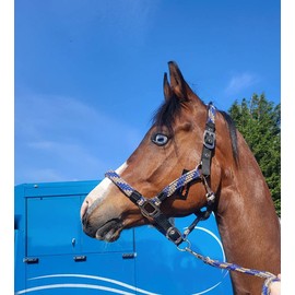 Equipride Braided Headcollar Lead Rope Set Size Full-Shetland (Pony, Royal Blue/Grey)
