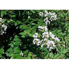 Acoma Crepe Myrtle Trees - White Blooms - Quart Containers - FIBROUS Root System - Grown by Crape Myrtle Guy - Live Plants - 1 Foot Tall (12)