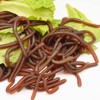 Worms 30pcs Earthworms Maggot Figure Joke Toys for Halloween Decorations