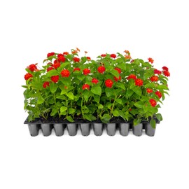 Lantana Dallas Red | 20 Live Plants | Lantana Camara | Flowering Perennial | Garden Colorful Bloom | Hardy Outdoor Decor | Vibrant Red Flowers