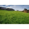 Jumbo Tetraploid Annual Ryegrass (5 Lbs.)