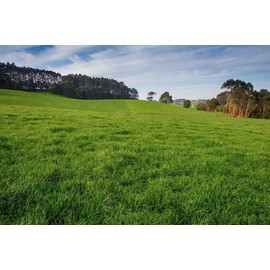 Jumbo Tetraploid Annual Ryegrass (5 Lbs.)