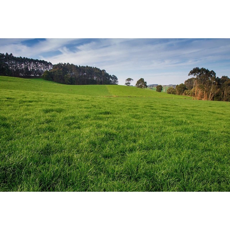 Jumbo Tetraploid Annual Ryegrass (5 Lbs.)