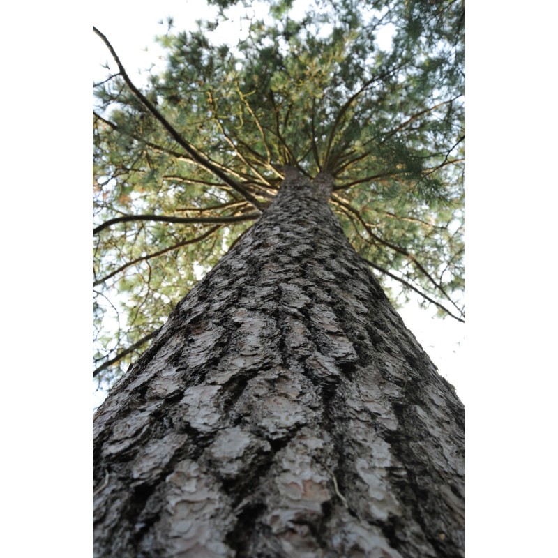 The Jonsteen Company Ponderosa Pine | Tree Seed Grow Kit