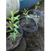 Oplantgarden (3)Pomegranate Fruit/ Seedling/ Plant - ( 7-10 Inches 3