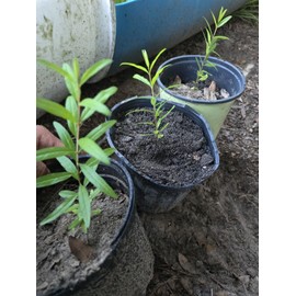 Oplantgarden (3)Pomegranate Fruit/ Seedling/ Plant - ( 7-10 Inches 3 Plants Bulk Discount