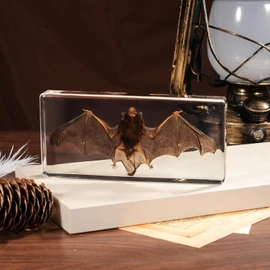 Taxidermy Bat, Real Bat Specimens High-Quality Resin Animals for Science Classroom Education Ideal Bat Decor & Gift for Taxidermy, Skull Collectors, Oddities Biology Enthusiasts (5.5x2.5x0.7 Inch)