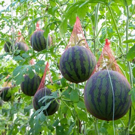 200pcs Watermelon Nets, Hammock Melon Nets for Trellis Vertical Garden Growing, 18inch for Garden, Honeydew Melon Mesh Bag with Drawstring