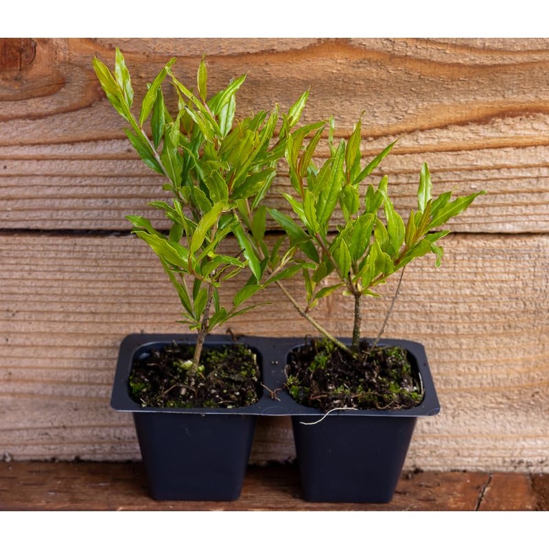 2 Pomegranate Tree's, Punica Granatum 'Wonderful', Thriving in 2.5" Nursery