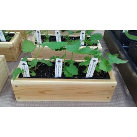 BlackBerry Plants "Prime-Ark Freedom" Price Includes Four (4) Plants