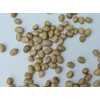 Small Fava Bean Seeds 1/4 LB (113 Grams) for No-Till