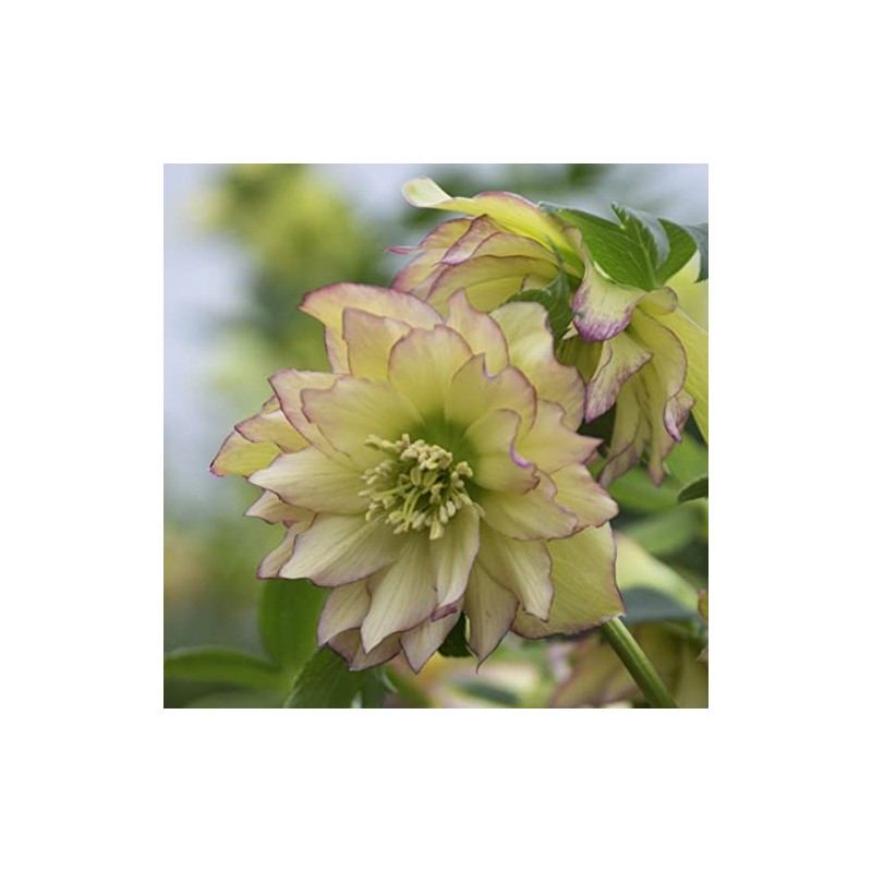 Rare Hellebore Collection.3 Healthy Pink Hellebore Plants.