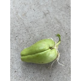 1 Sprouted Chayote Squash Mirliton Live Plant Ready To Plant Buy 3 Get 1 Free